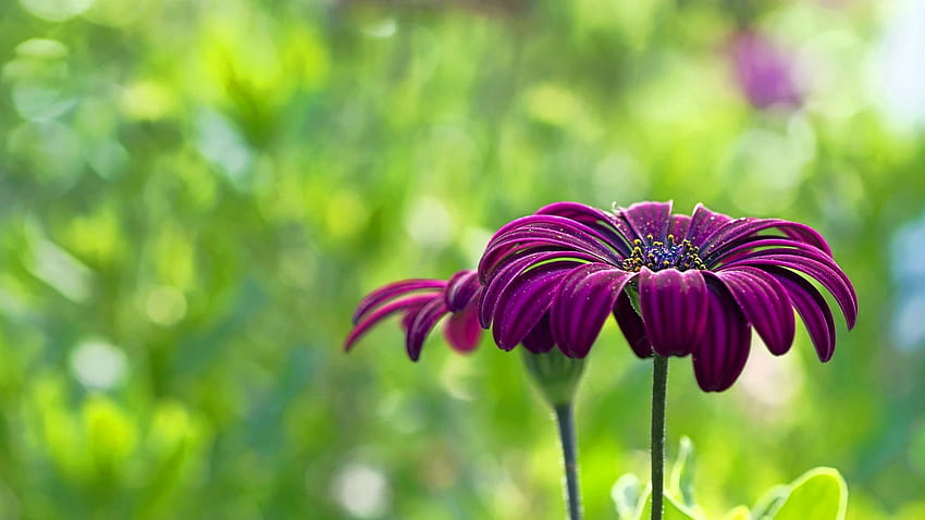 Цветя Пълен размер 1920x X ~ Flowers Wallpap…, летни цветове HD тапет