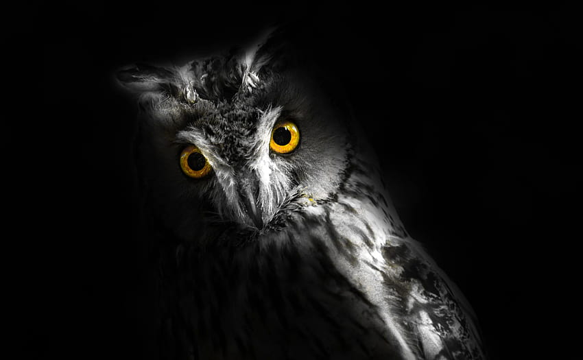 15,672 Black Owl Stock Photos - Free & Royalty-Free Stock Photos from  Dreamstime