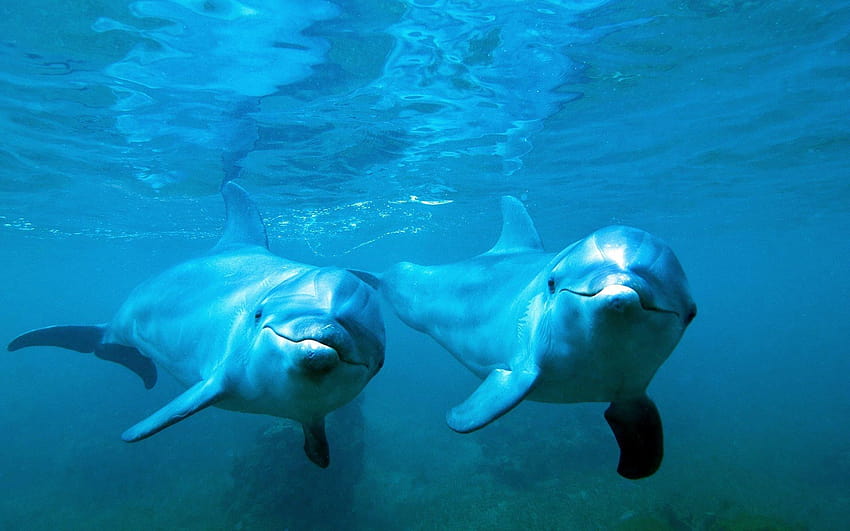 205 delfines, delfines bajo el agua fondo de pantalla