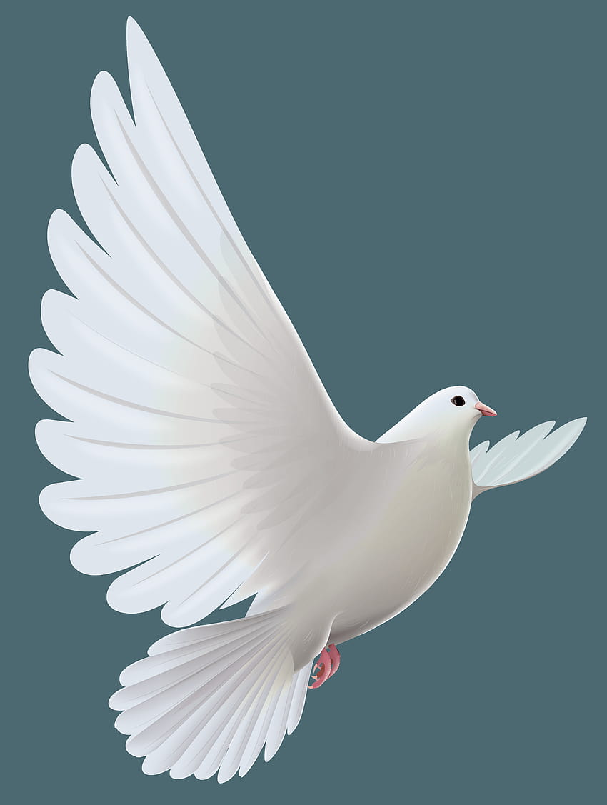 Paloma blanca PNG transparente Clipart, palomas blancas fondo de pantalla del teléfono