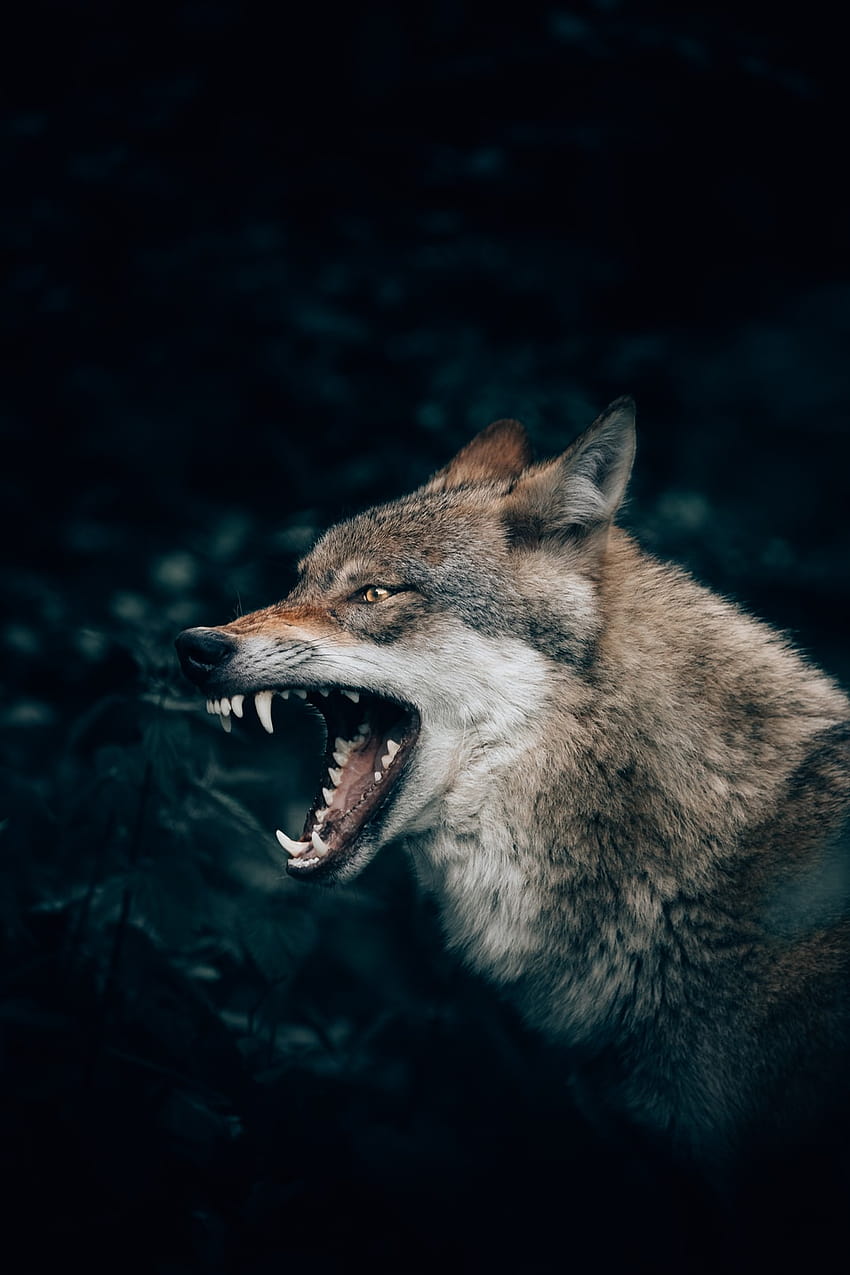 Wolf : [50 HQ], big wolf HD phone wallpaper