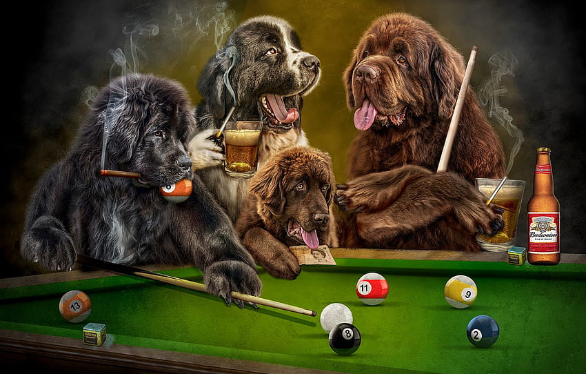 la langue, les chiens, le regard, le fond sombre, le rendu, la table, le séjour, les balles, le jeu, la fumée, la bière, le chien, le club, le billard, l'art, les plongeurs , la section рендеринг, les chiens jouant au billard Fond d'écran HD