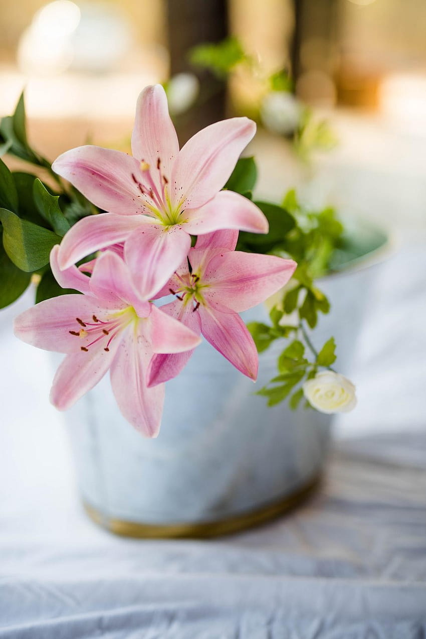 10 Lily, pink and white lilies HD phone wallpaper | Pxfuel