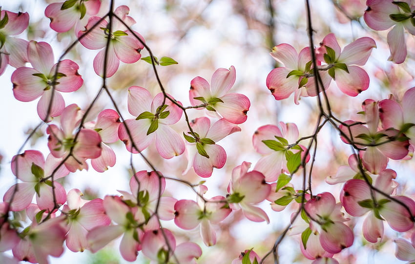 flowers, branches, spring, pink, flowering, gently, bokeh, dogwood , section цветы HD wallpaper