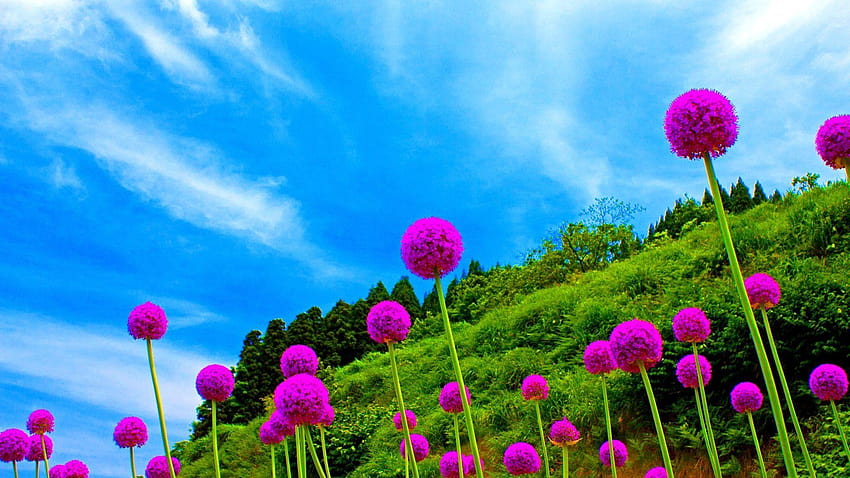 Fiori: Spring Nature Dance Flowers Pink Flower Art, 169 Sfondo HD