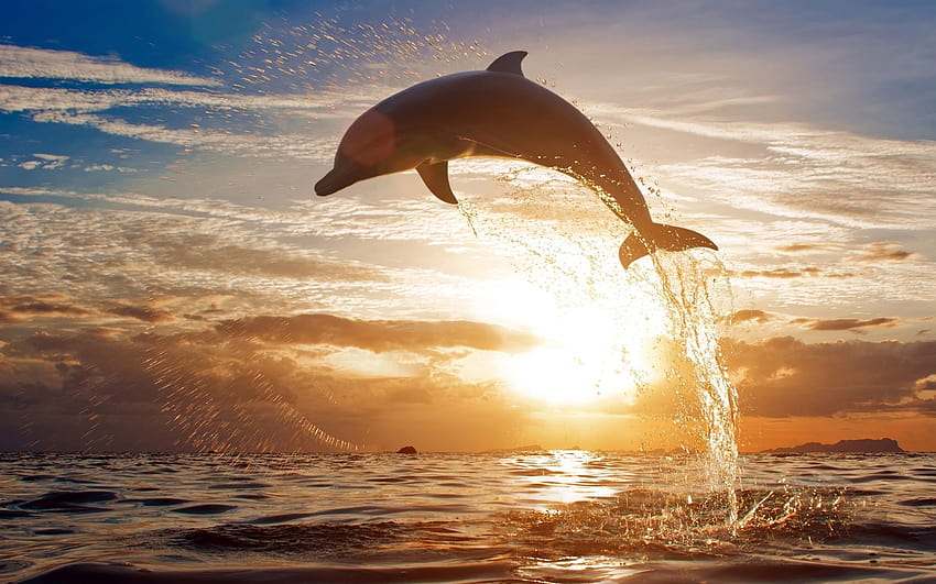 4 Summer Dolphin, delfini estivi Sfondo HD
