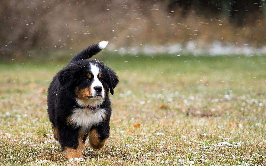 Anak Anjing Bernese Mountain Dog In Snow Falling, anak anjing di salju Wallpaper HD