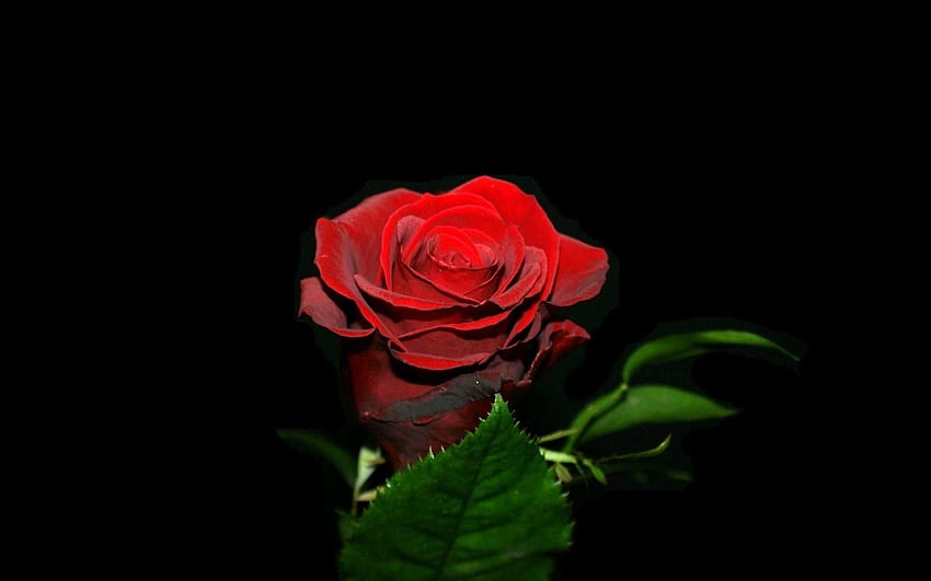 Black Rose Backgrounds, single rose in darkness HD wallpaper | Pxfuel