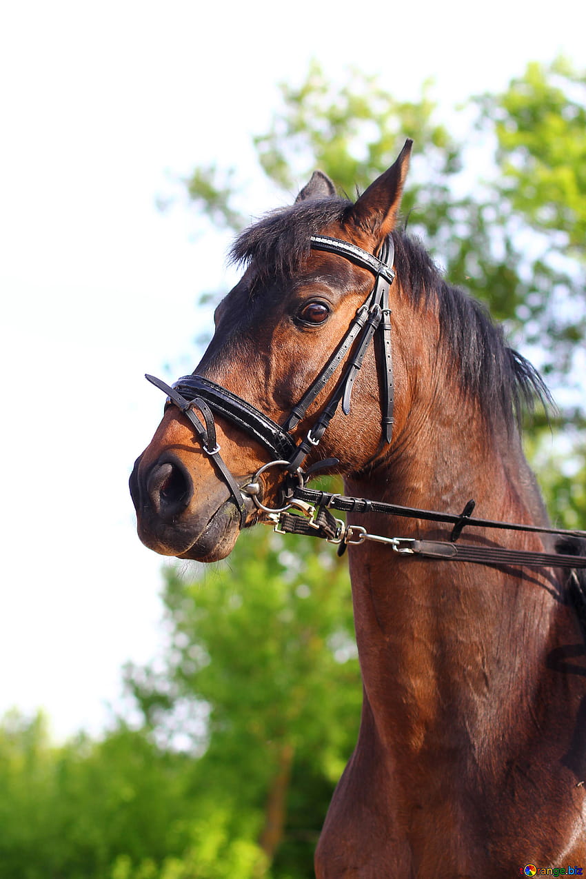 Porträt eines pferdes porträt eines braunen pferdes pferd № 32338 HD-Handy-Hintergrundbild