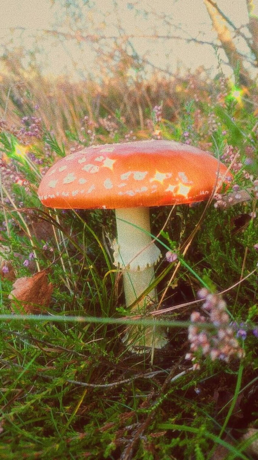 jamur untuk kesenanganmu ☺️, jamur musim semi wallpaper ponsel HD