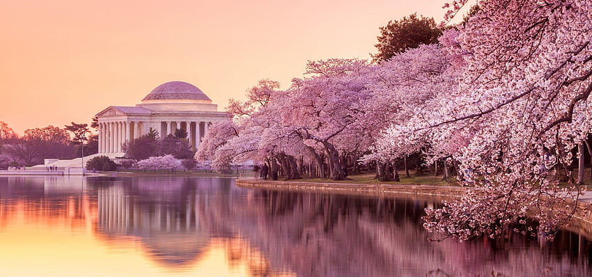 Washington DC Kirschblüte, Washington DC Frühling HD-Hintergrundbild