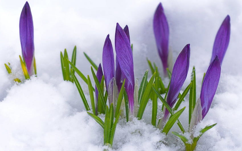 Purple flowers under the cold snow, spring time purple HD wallpaper