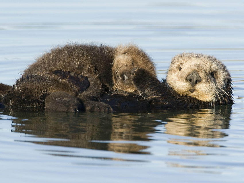 Sea Otter Cute for, sea otters HD wallpaper