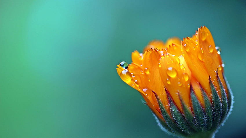 Marigold Calendula Orange Blossom HD wallpaper