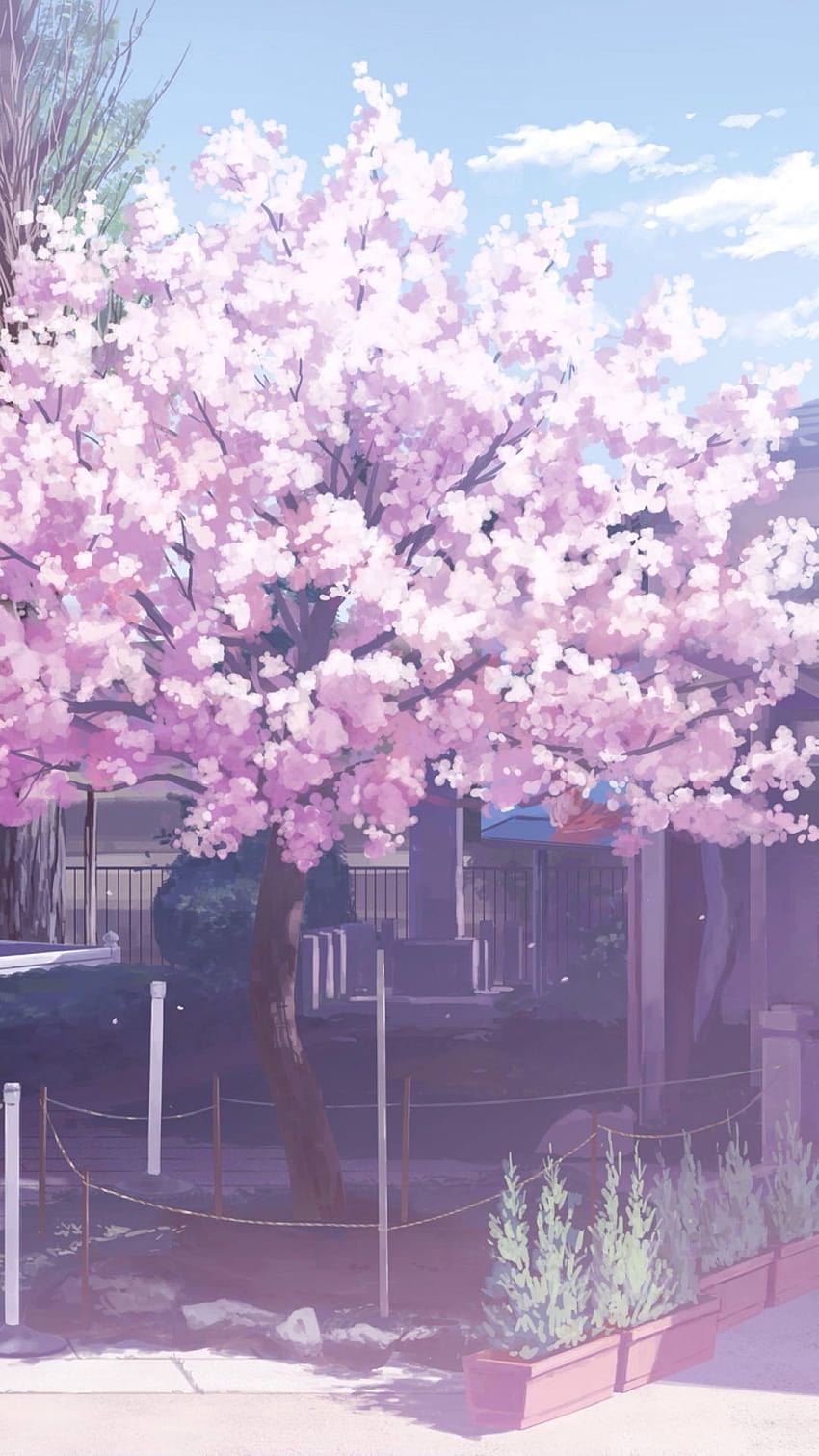 Under the blue sky, the cherry blossoms bloom in the courtyard, anime aesthetic blossom HD phone wallpaper
