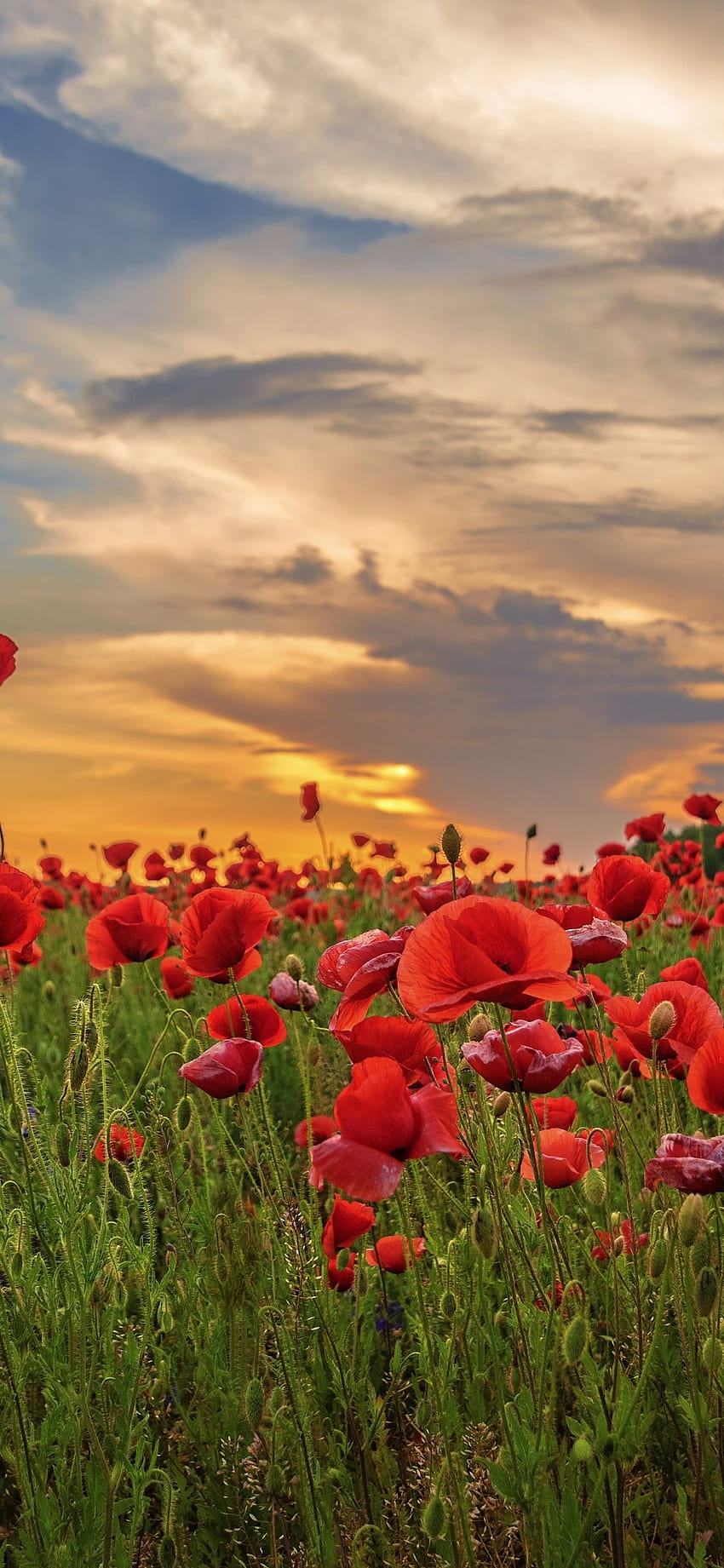 1125x2436 sunset, poppy, field, flowers, red, flower field iphone HD phone wallpaper