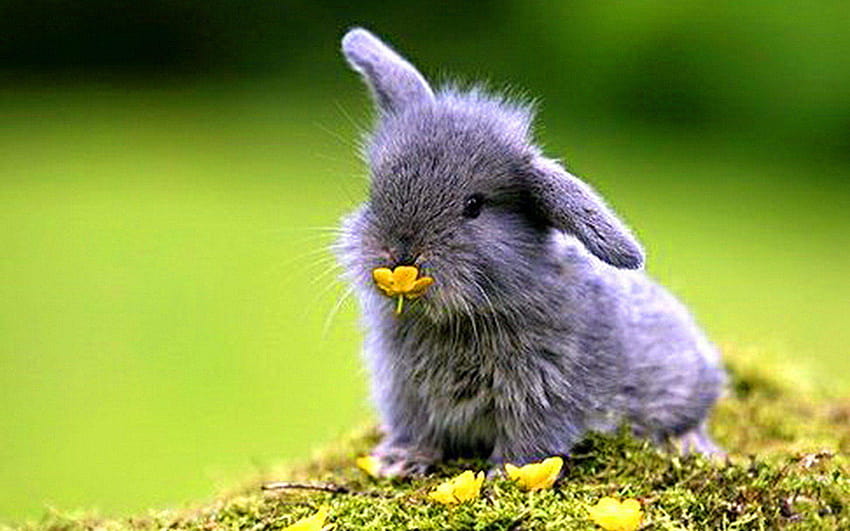 Baby Bunny HD wallpaper