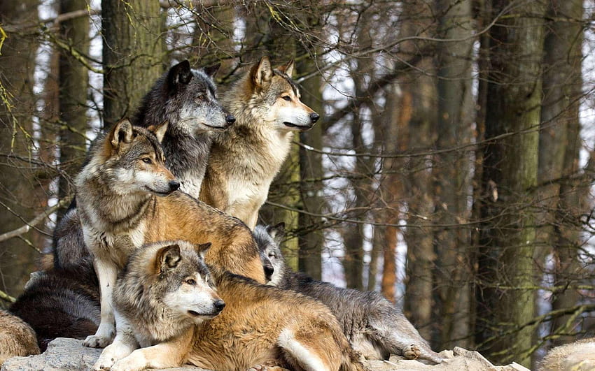 Gray Wolf Pack , Backgrounds HD wallpaper