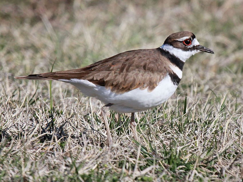 Killdeer HD wallpaper | Pxfuel