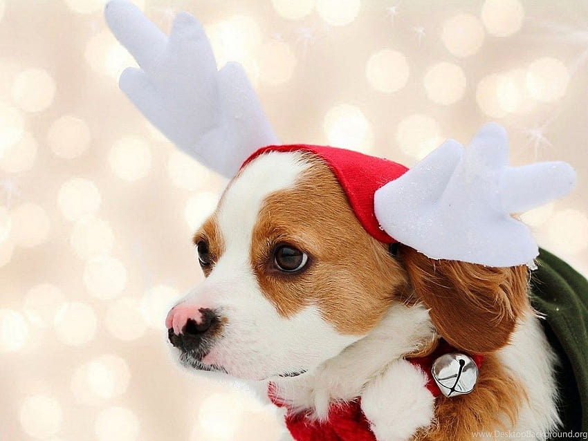 Christmas joy  Desktop Nexus Wallpapers  Merry christmas dog Christmas  dog Dog wallpaper
