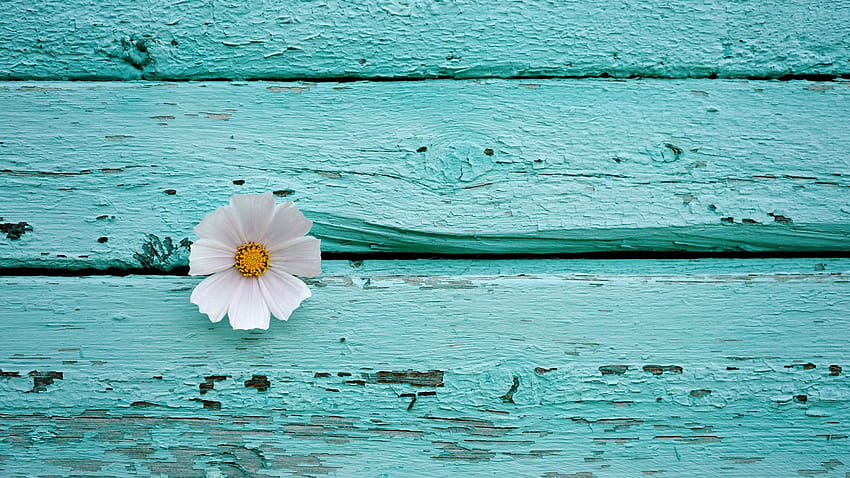 White flower , Wooden background, Teal, Turquoise, Flowers HD wallpaper