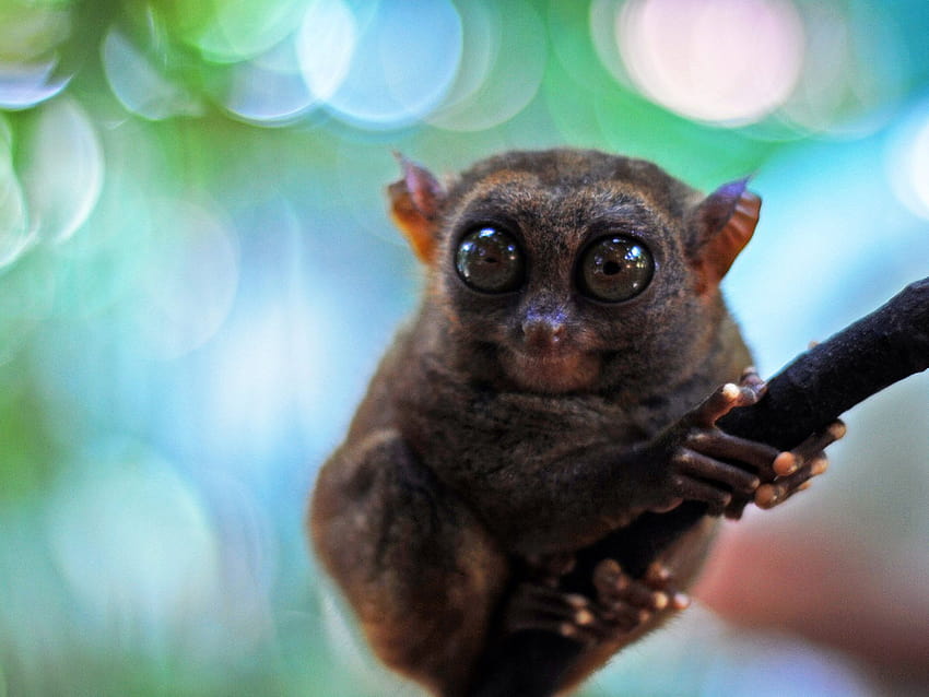 Cute Little Philippine Tarsier Monkey [1600x1200] for your , Mobile & Tablet HD wallpaper