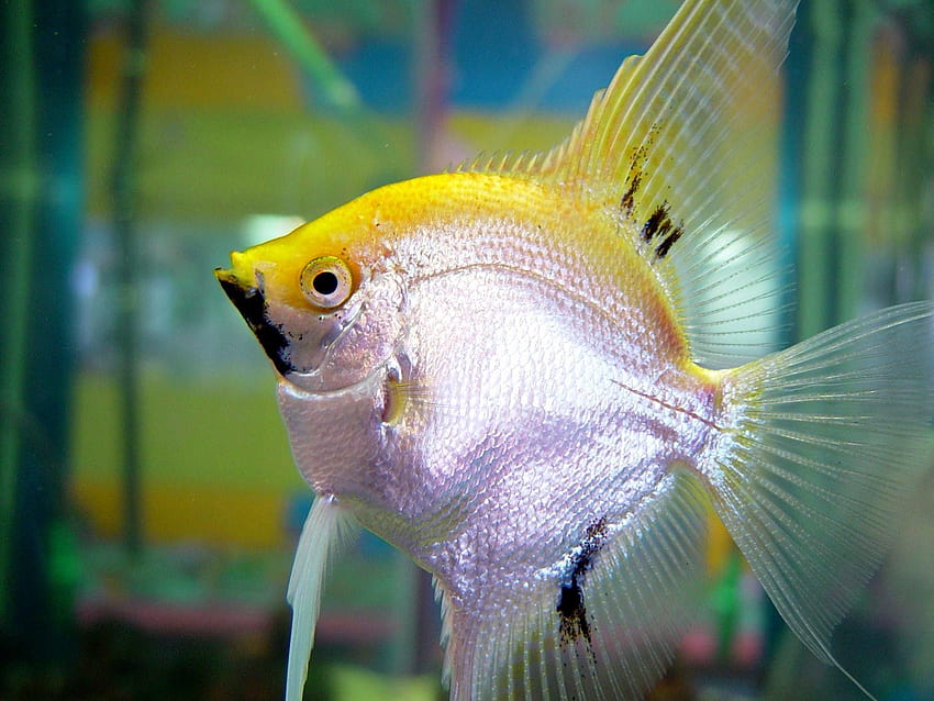 Bonito pez plateado amarillo Ver más en http://www.fine .eu/pin/9439/, pez culter fondo de pantalla