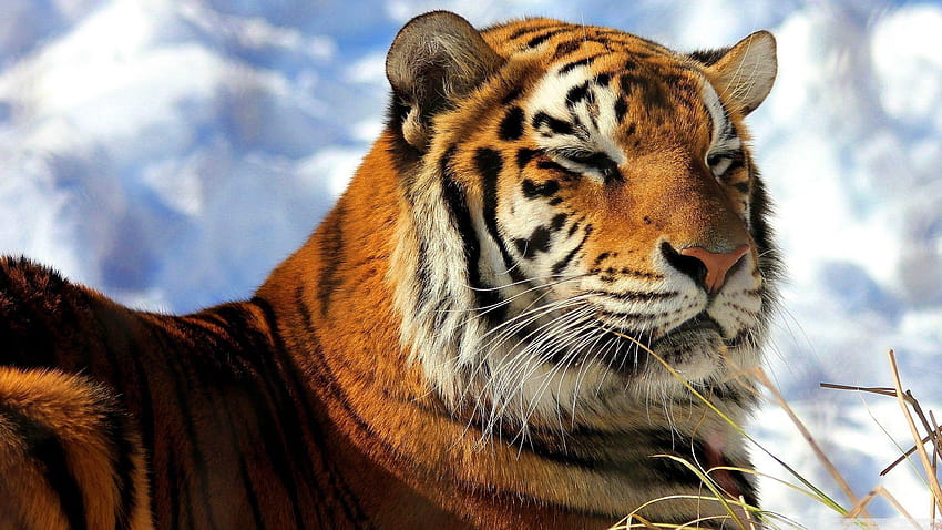 Sleepy Amur Tiger ❤ for Ultra TV, siberian tiger HD wallpaper