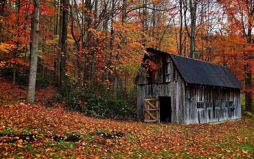 Nature landscapes trees forest barn decay ruin retro autumn fall leaves rustic, autumn retro HD wallpaper
