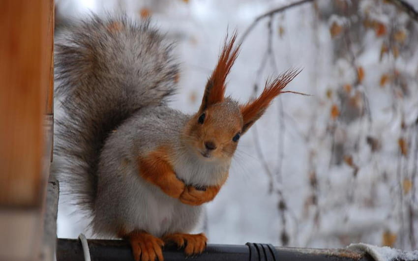 4 Cute Flying Squirrel, red squirrel HD wallpaper