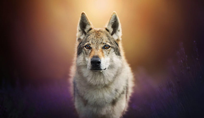 79 Wolfdog, czechoslovakian wolfdog HD wallpaper