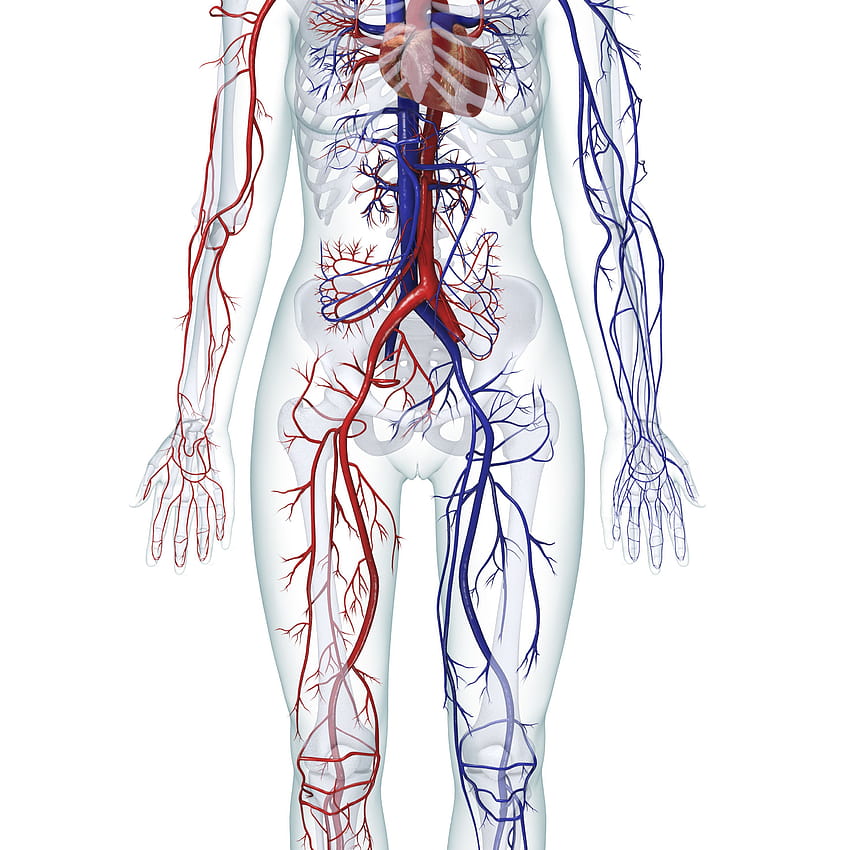 Estructura interna del cuerpo humano con parte de información sobre fondo  rosa  Vector Premium
