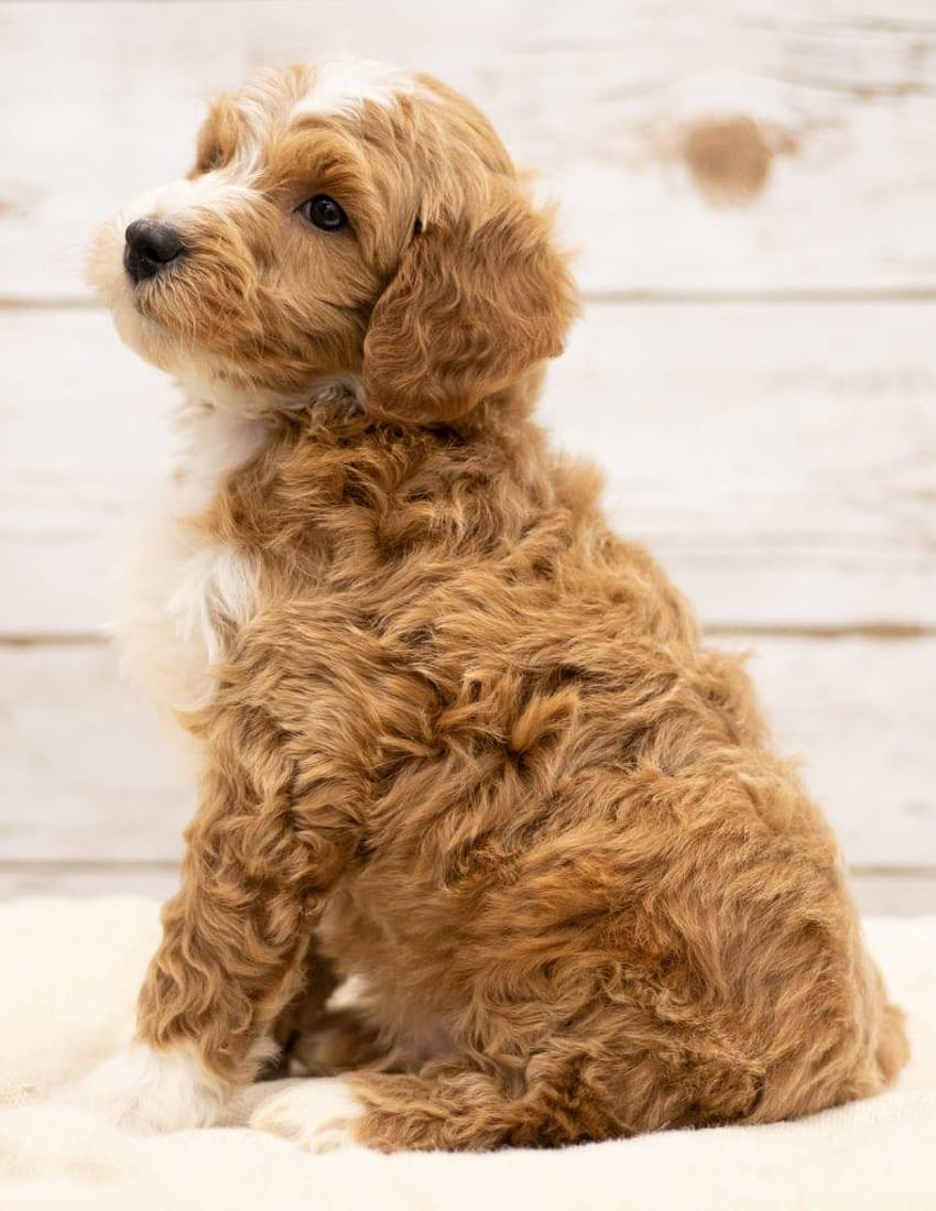 Goldendoodle Photos Download The BEST Free Goldendoodle Stock Photos  HD  Images