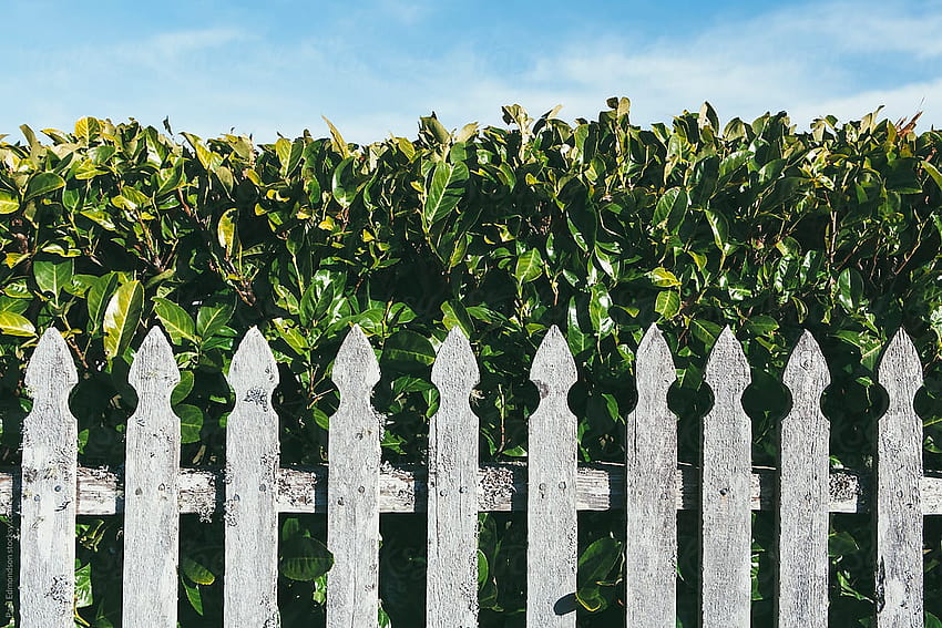 Wood Fence In Front Of Laurel Hedge by Rialto, laurel bush HD wallpaper