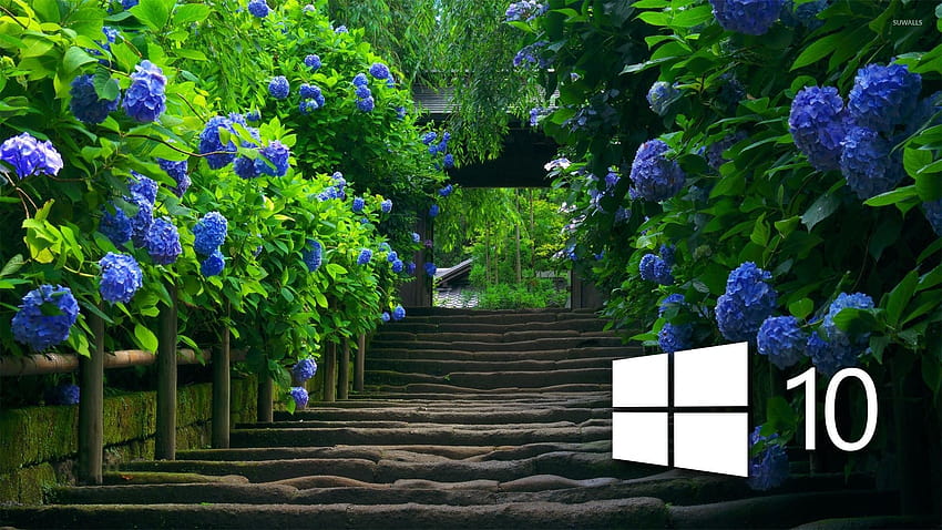 Windows 10 na niebieskich hortensjach [3], komputer z hortensją Tapeta HD