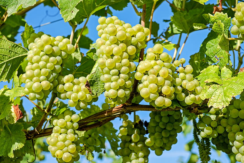 Zielone winogrona na winorośli na wino autorstwa Couleur Ultra Tapeta HD