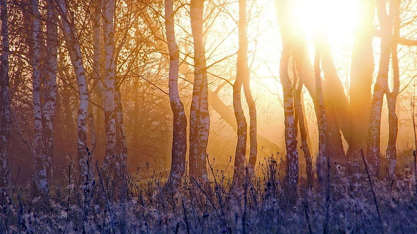 Forest trees trunk birch grass vegetation SPRING AWAKENING Dawn, light spring HD wallpaper