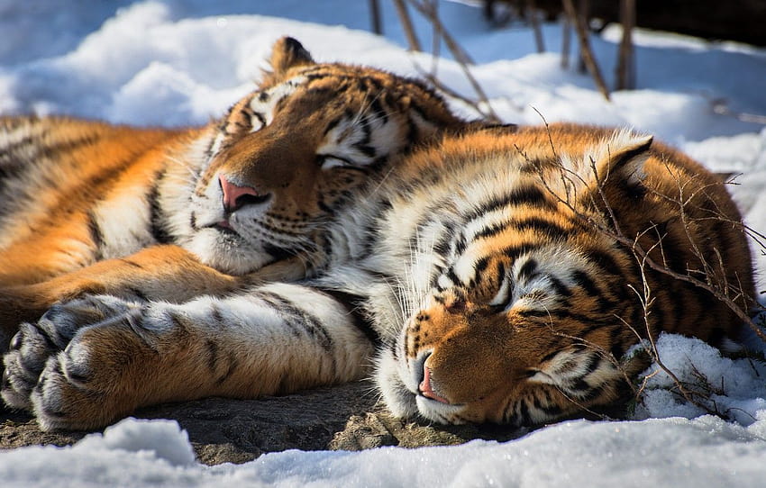 snow, stay, sleep, pair, tigers, wild cat, The Amur, tigers sleeping HD wallpaper