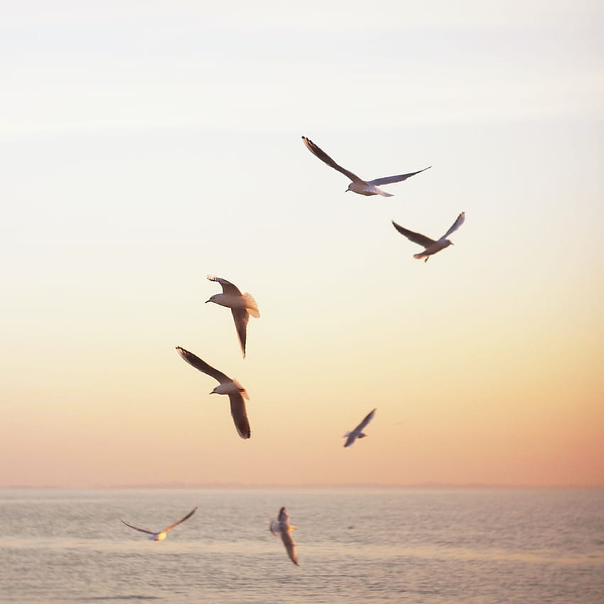 Sea Gulls, sea bird HD phone wallpaper