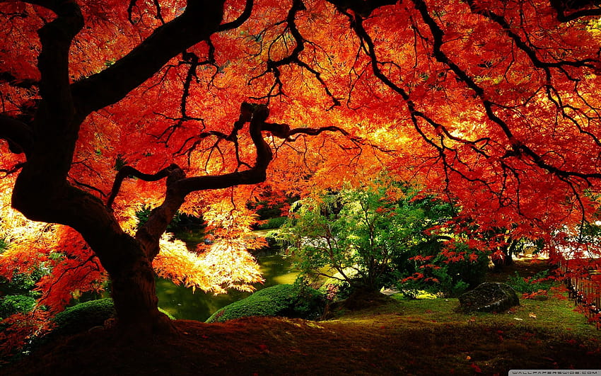 Korea Fall, south korea autumn HD wallpaper