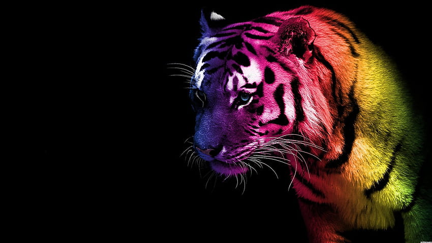 Purple Tiger HD wallpaper