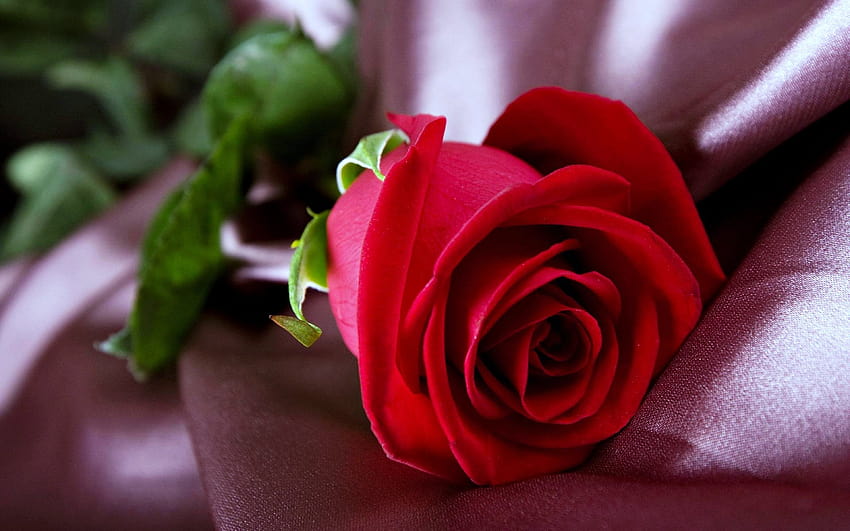 Flower, Life, Bloom, Red, Romance, Windows, Cool, red rose bloom HD wallpaper