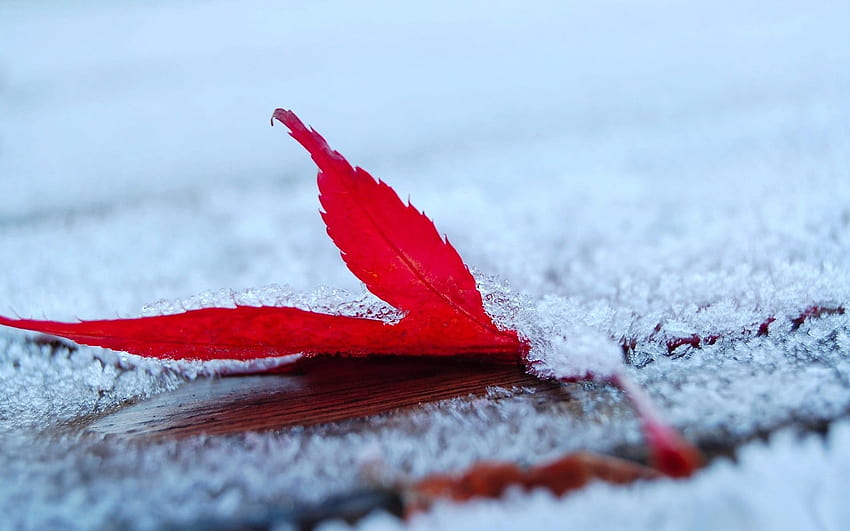 Red maple leaf, frost, leaves, maple leaves, depth of field, frost leaves HD wallpaper