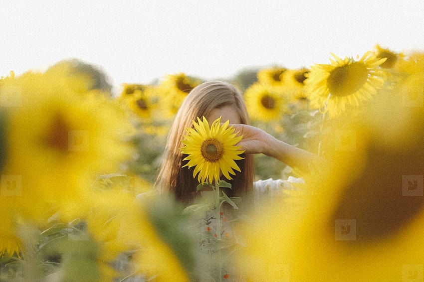 Potret bunga matahari musim panas, retro bunga matahari musim panas Wallpaper HD