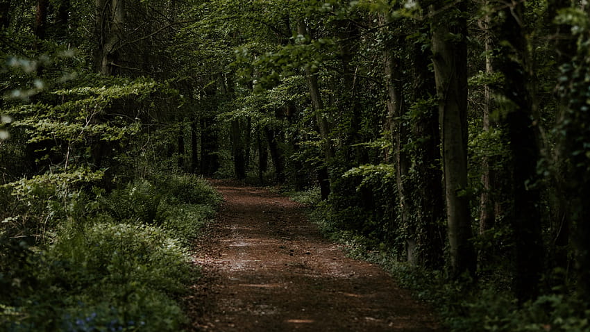 Caminho de terra em Dark Forest Ultra, caminho de floresta ultra papel de parede HD