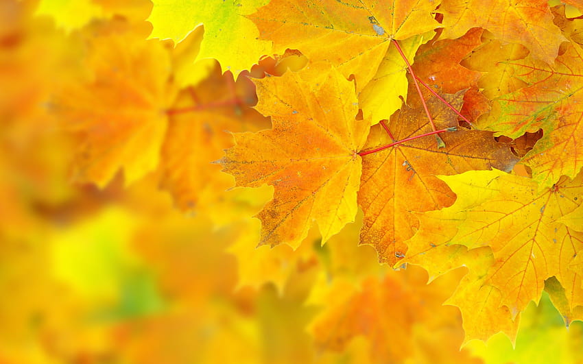 yellow autumn leaves, sombre autumn scenes HD wallpaper