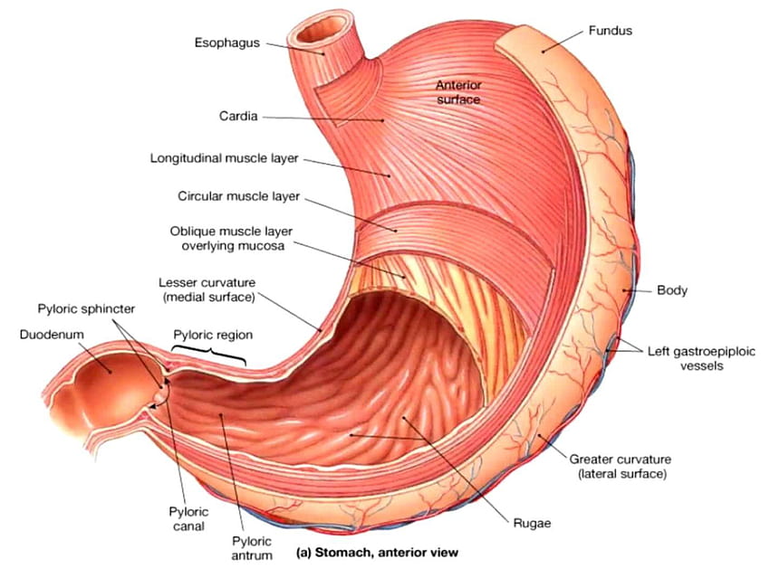 Anatomia do estômago, fígado papel de parede HD