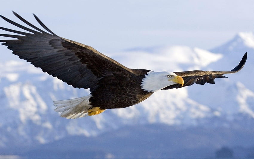 Bald Eagle ·①, the american eagle HD wallpaper