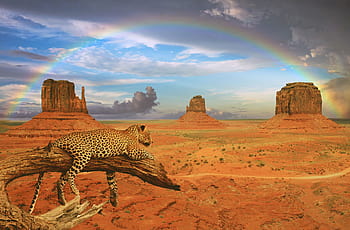 Rainbow Leopard Wallpaper • Animal Print • Milton & King USA