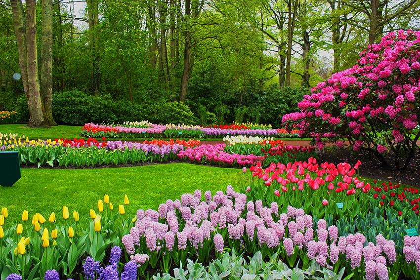 Flores de primavera en un parque, parque de primavera fondo de pantalla